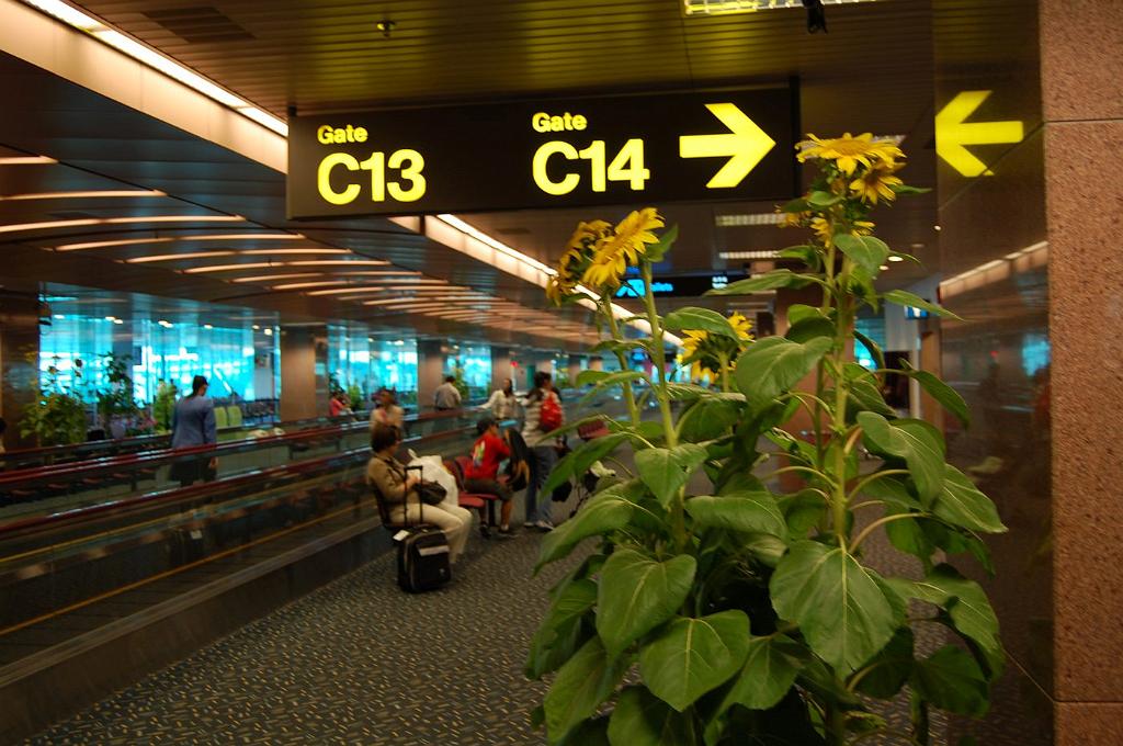 2008-10-08_063950_0094.jpg - Lotnisko w Singapurze