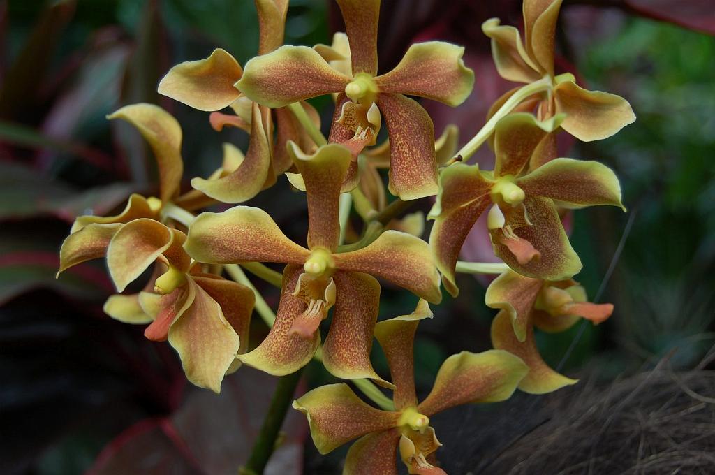 2008-10-09_045725_0187.jpg - Wycieczka objazdowa - ogród botaniczny - National Orchid Garden