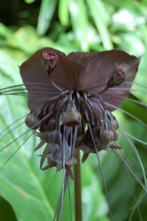 2008-10-09_050238_0188.jpg - Wycieczka objazdowa - ogród botaniczny - National Orchid Garden