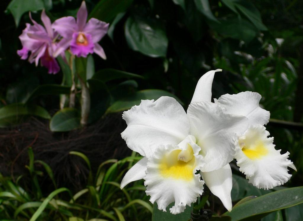 2008-10-09_050524_2022.jpg - Wycieczka objazdowa - ogród botaniczny - National Orchid Garden