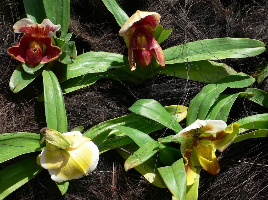 2008-10-09_050623_2025.jpg - Wycieczka objazdowa - ogród botaniczny - National Orchid Garden