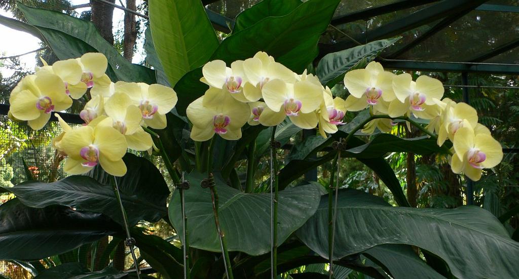 2008-10-09_050728_2030.jpg - Wycieczka objazdowa - ogród botaniczny - National Orchid Garden