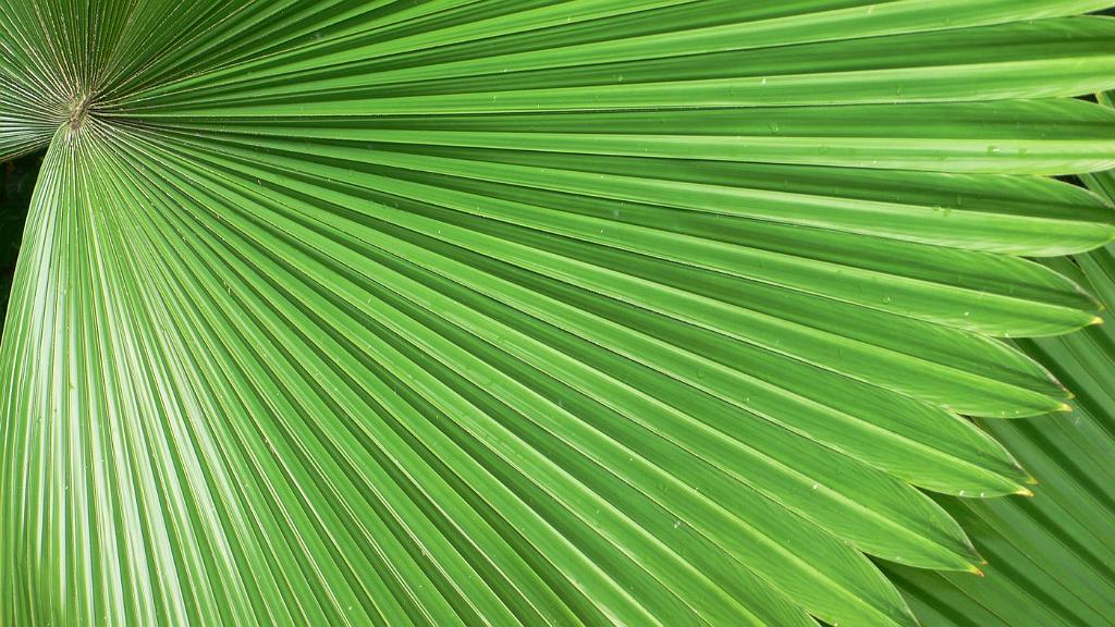 2008-10-09_051252_2038.jpg - Wycieczka objazdowa - ogród botaniczny - National Orchid Garden