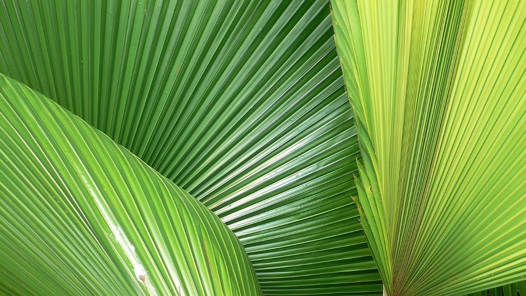 2008-10-09_051301_2039.jpg - Wycieczka objazdowa - ogród botaniczny - National Orchid Garden