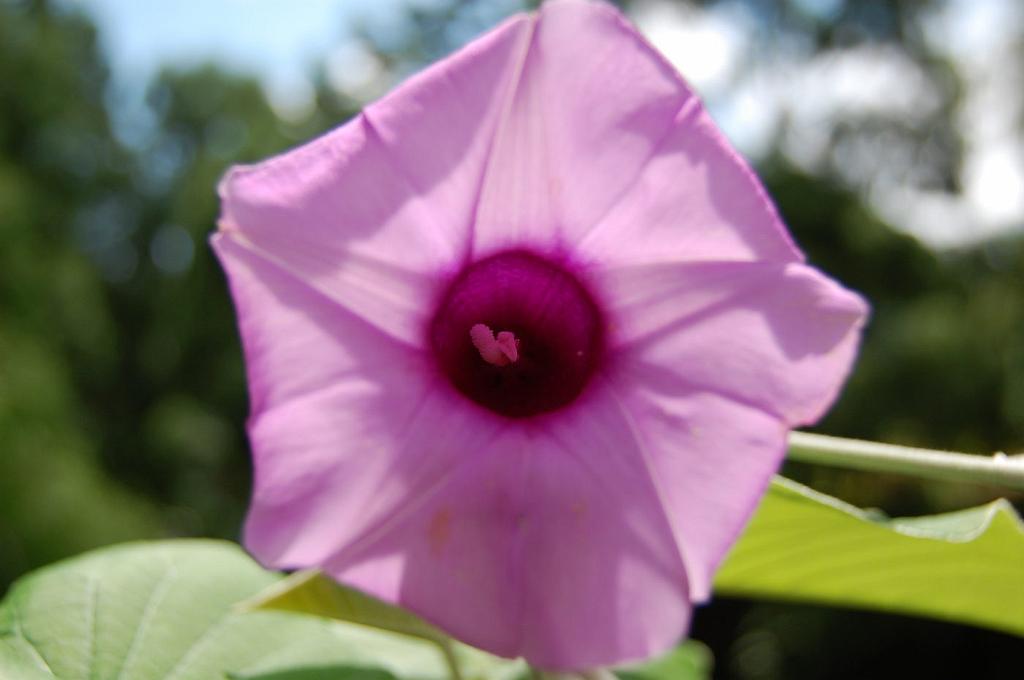 2008-10-09_051621_0203.jpg - Wycieczka objazdowa - ogród botaniczny - National Orchid Garden