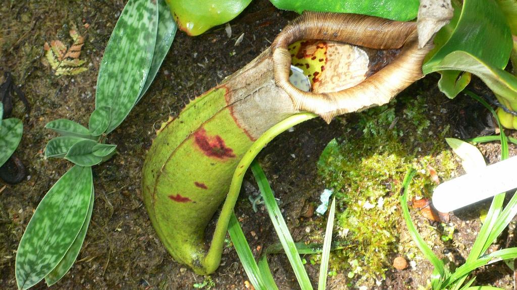 2008-10-09_051823_2052.jpg - Wycieczka objazdowa - ogród botaniczny - National Orchid Garden