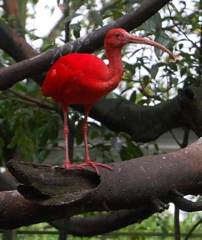 2008-10-09_093433_0240.jpg - Ibis