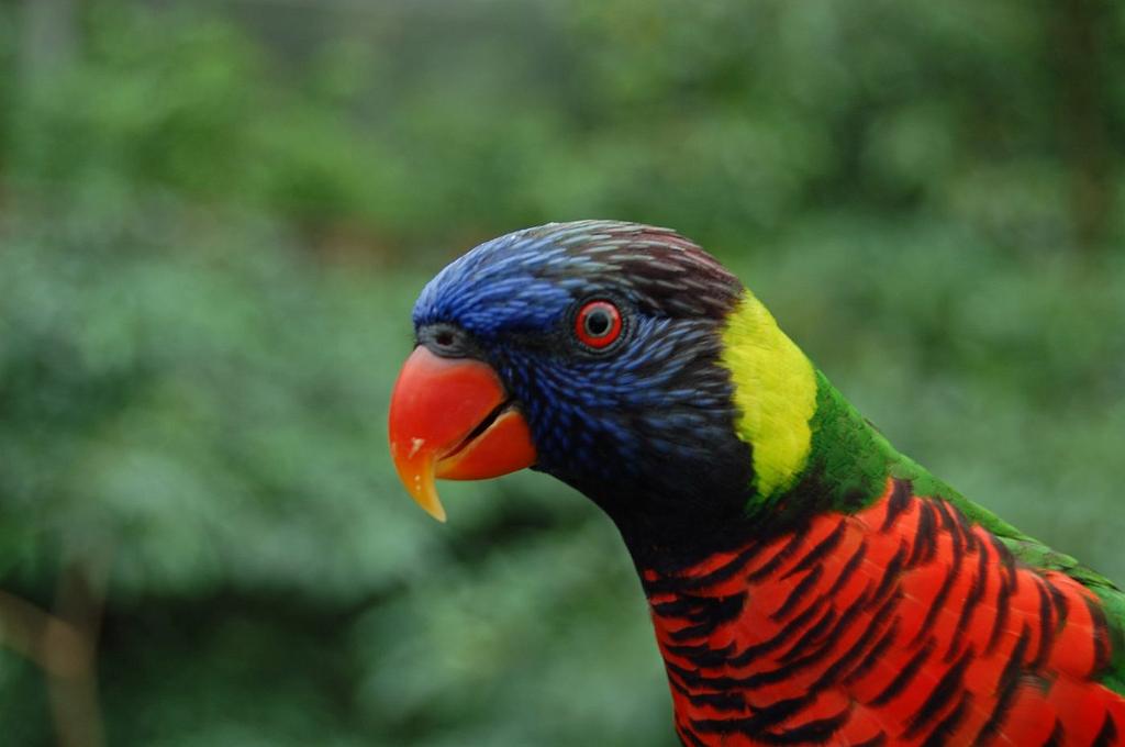 2008-10-09_094941_0252.jpg - Lory - czyli małe, nadrzewne bardzo kolorowe papugi